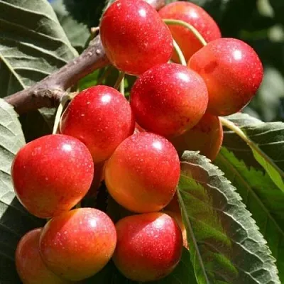 Черешня ГАСТИНЕЦ в Калининграде