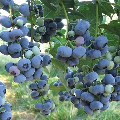 Голубика ЛИБЕРТИ в Калининграде