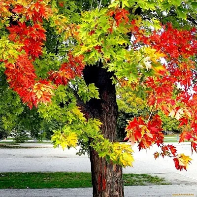 Клен в Калининграде