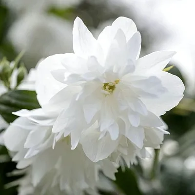 Жасмин МИНЕСОТА СНОУФЛЕЙК в Калининграде