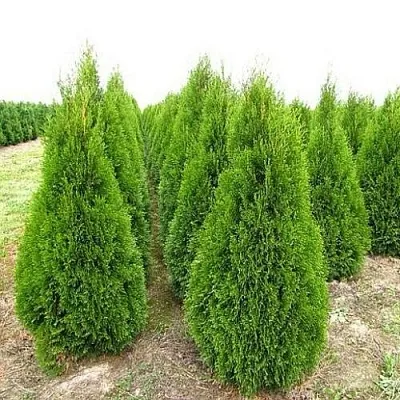Туя СМАРАГД западная  Туя СМАРАГД западная в Калининграде