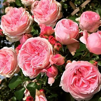 Саженцы роз ДЖАРДИНА плетистая  Саженцы роз ДЖАРДИНА плетистая в Калининграде
