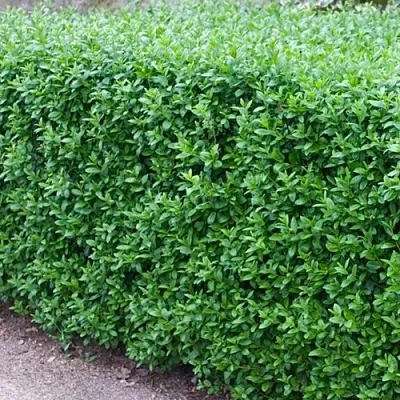 Бирючина обыкновенная АТРОВИРЕНС в Калининграде