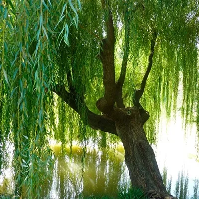 Ива в Калининграде