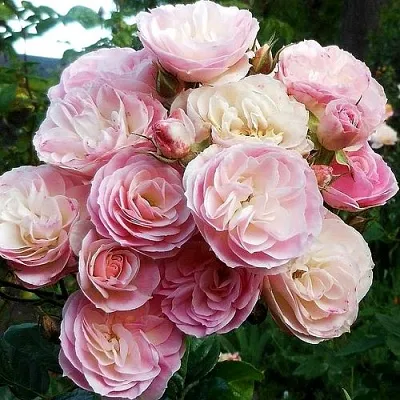 Саженцы роз БУКЕТ ПАРФЕ мускусная  Саженцы роз БУКЕТ ПАРФЕ мускусная в Калининграде