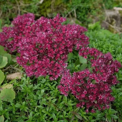 Очиток (седум) РУБИ ГЛОУ скальный в Калининграде