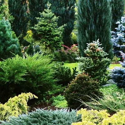 Хвойные растения в Калининграде