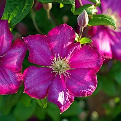 Клематис КАРМЕНСИТА  Клематис КАРМЕНСИТА в Калининграде