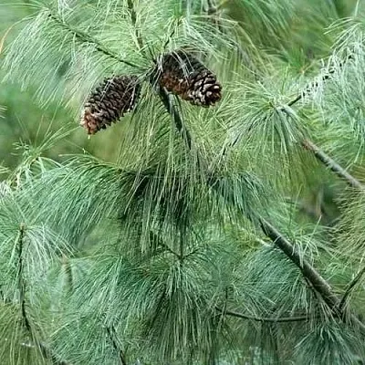 Сосна АРМАНДИ  Сосна АРМАНДИ в Калининграде