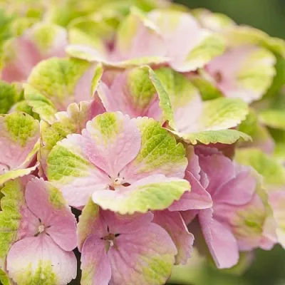 Гортензия МЭДЖИКАЛ КРИСТАЛЛ крупнолистная  Гортензия МЭДЖИКАЛ КРИСТАЛЛ крупнолистная в Калининграде