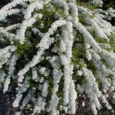 Спирея АРГУТА  Спирея АРГУТА в Калининграде