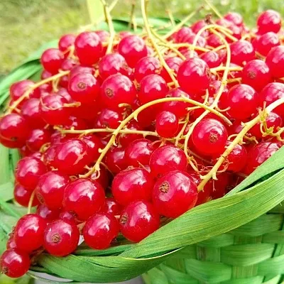 Красная Красная в Калининграде