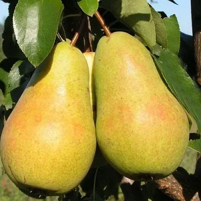 Груша ЧИЖОВСКАЯ  Груша ЧИЖОВСКАЯ в Калининграде