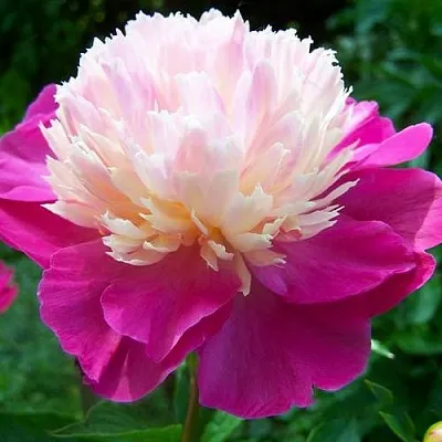 Пион ГЕЙ ПАРИ травянистый  Пион ГЕЙ ПАРИ травянистый в Калининграде