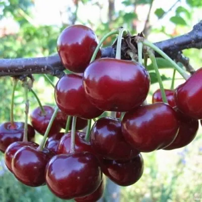 Вишня НОРД СТАР в Калининграде