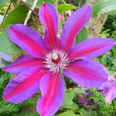 Клематис АКАИШИ  Клематис АКАИШИ в Калининграде