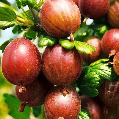 Крыжовник ШЕРШНЕВСКИЙ в Калининграде