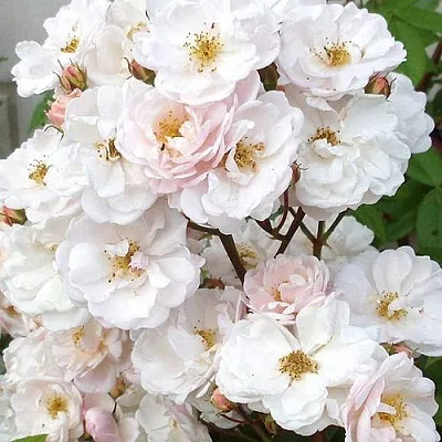 Мускусная  Мускусная в Калининграде