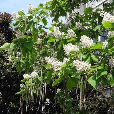 Катальпа в Калининграде