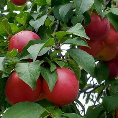 Плумкот БИРИКОККОЛО ГИГАНТЕ ДИ БУДРИО  Плумкот БИРИКОККОЛО ГИГАНТЕ ДИ БУДРИО в Калининграде