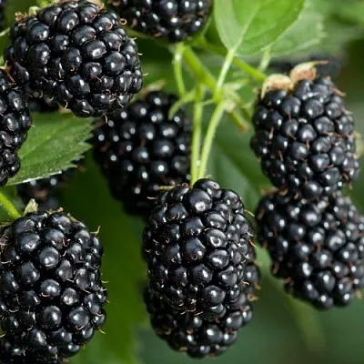 Ежевика ЧЕРНАЯ МАГИЯ ремонтантная в Калининграде