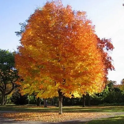 Клен серебристый  Клен серебристый в Калининграде