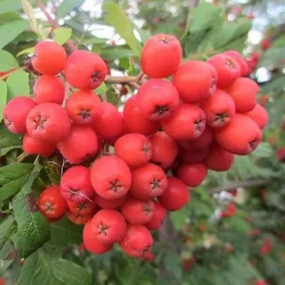 Рябина НЕВЕЖИНСКАЯ сладкоплодная в Калининграде