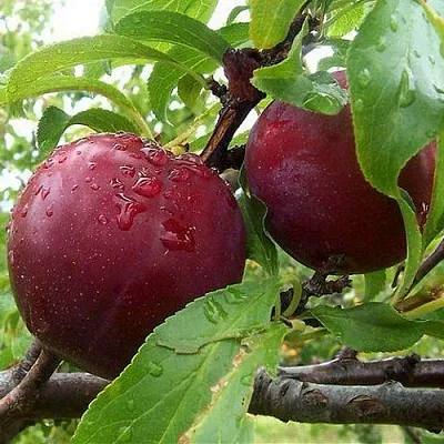 Слива КЛЕОПАТРА в Калининграде