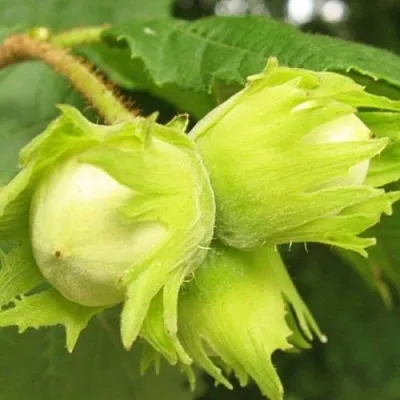 Фундук КАТАЛОНСКИЙ  Фундук КАТАЛОНСКИЙ в Калининграде