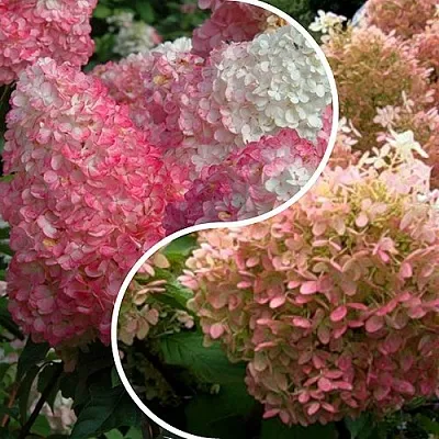 Комплект МАЛИНОВЫЙ ЗАКАТ в Калининграде