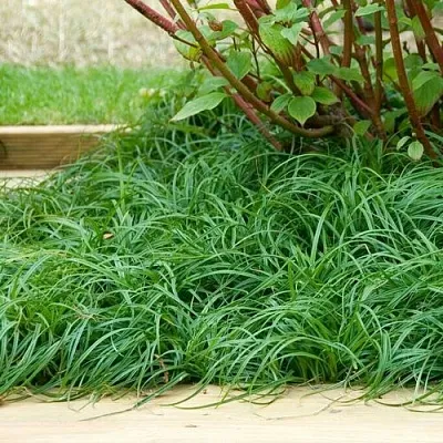 Осока БИТЛЗ  Осока БИТЛЗ в Калининграде