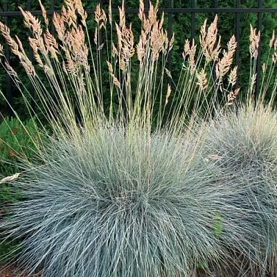 Овсянница ЭЛАЙДЖА БЛЮ  Овсянница ЭЛАЙДЖА БЛЮ в Калининграде