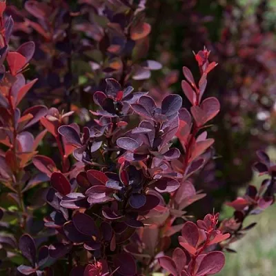 Барбарис ХЕЛМОНД ПИЛЛАР тунберга в Калининграде