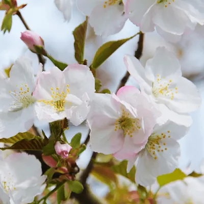 Вишня ОКАМЕ в Калининграде