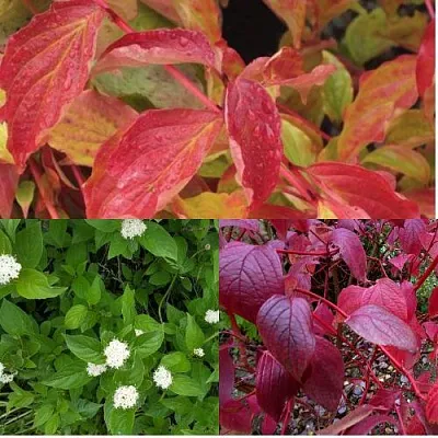 Комплект СЕВЕРНОЕ СИЯНИЕ в Калининграде