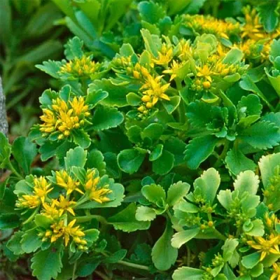 Очиток (седум) ИММЕРГРУН камчатский в Калининграде