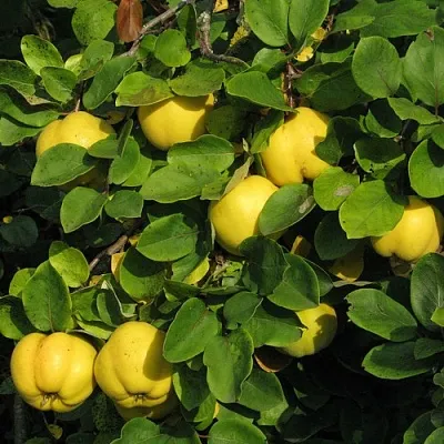 Айва в Калининграде