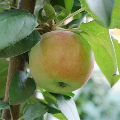 Яблоня ПОДСНЕЖНИК стелющаяся  Яблоня ПОДСНЕЖНИК стелющаяся в Калининграде