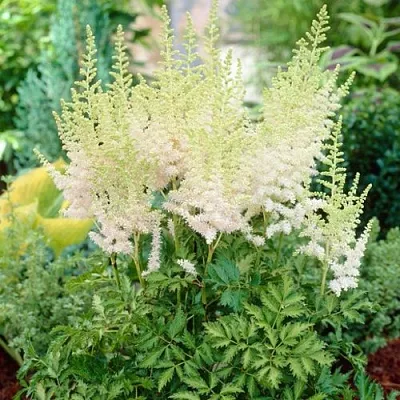 Астильба МИЛК ЭНД ХАНИ китайская в Калининграде