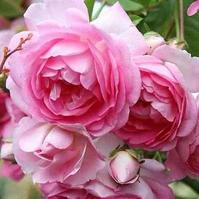 Саженцы роз ЖАСМИНА плетистая  Саженцы роз ЖАСМИНА плетистая в Калининграде