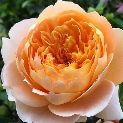 Саженцы роз ЭФФИ чайно-гибридная в Калининграде