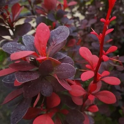 Барбарис РЕД ПИЛЛАР тунберга в Калининграде