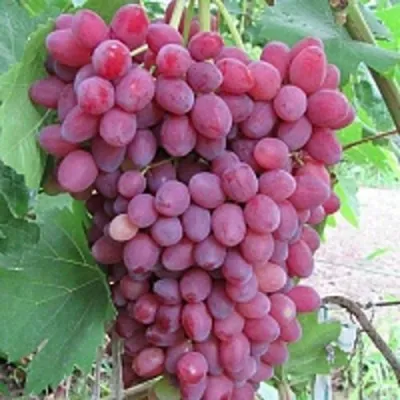 Виноград КИШМИШ ВЕЛЕС в Калининграде