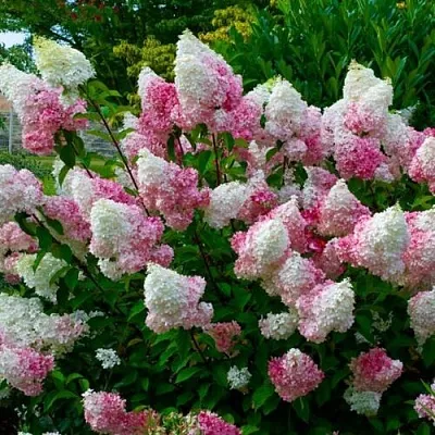 Гортензия  Гортензия в Калининграде