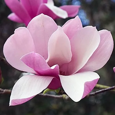 Магнолия РИККИ  Магнолия РИККИ в Калининграде