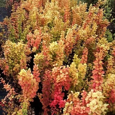 Барбарис САММЕР САНСЕТ тунберга в Калининграде