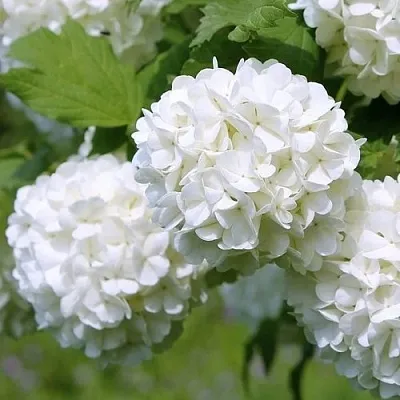 Калина декоративная  Калина декоративная в Калининграде