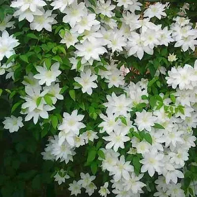 Клематис ТОКИ  Клематис ТОКИ в Калининграде