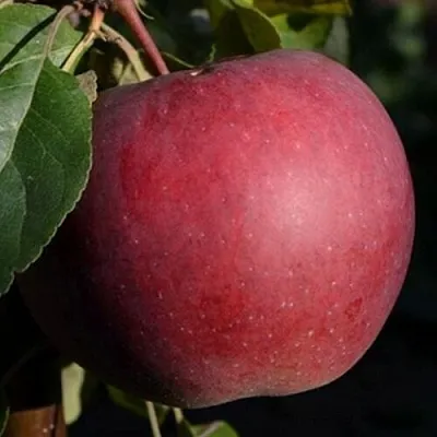 Яблоня БЕЛОРУССКОЕ СЛАДКОЕ  Яблоня БЕЛОРУССКОЕ СЛАДКОЕ в Калининграде