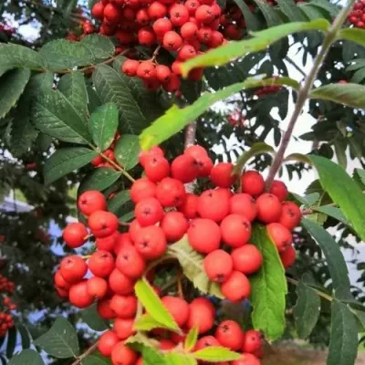 Рябина НЕВЕЖИНСКАЯ сладкоплодная в Калининграде